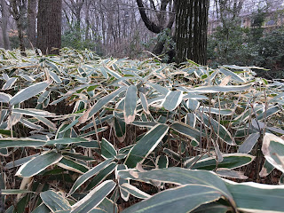 A picture of the ubiquitious dwarf bamboo plant with green leaves and white edges