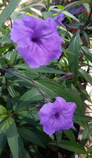 Desert Petunia, Florida Bluebells Mexican petunia gift ornamental 