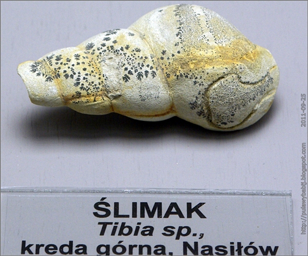 Ślimak - Tibia
