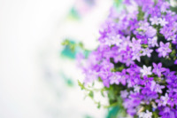 purple-flowers-spring-summer