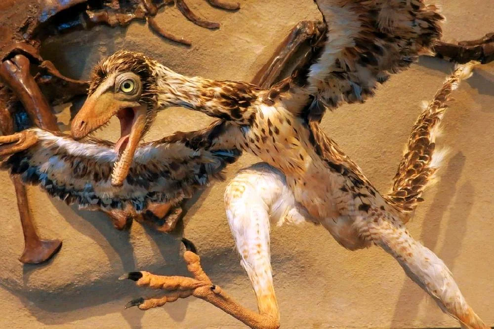 Las aves parecen tener una cadera de dinosaurios hasta antes de nacer