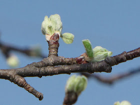 emerging apple leaves