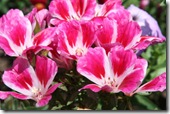 godetia1