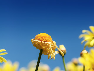 Wilted Sun Flower Alone Nature HD Wallpaper