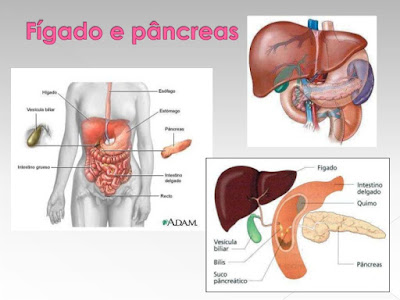 SISTEMA DIGESTIVO