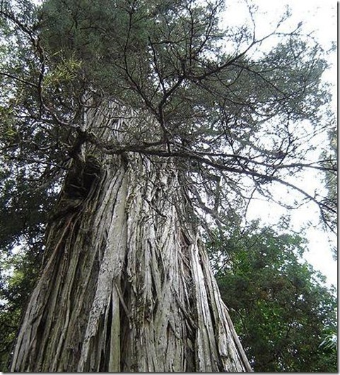Oldest Living Things on Earth4