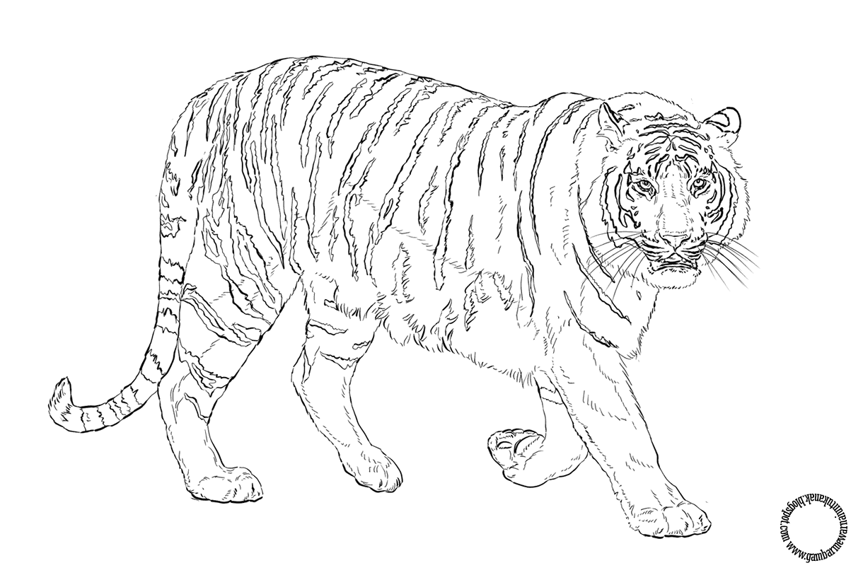 Gambar Mewarnai Harimau Bengal Untuk Anak
