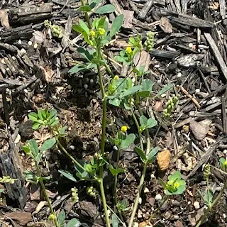 Black Medic, Medicago Iupulina that I found in my garden.