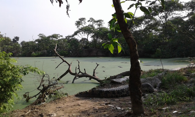 Penangkaran Buaya Asam Kumbang Medan 