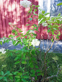 perennapenkki talo koti puutalo piha kukkamaa hortensia