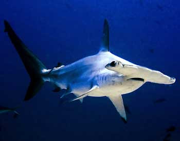 Hammerhead Shark Pictures Gallery