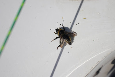 Gewone Koekoekshommel - Koekoeksholder - Bombus campestris