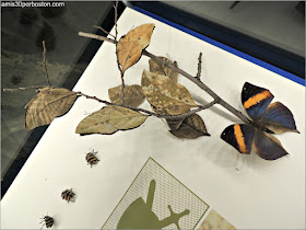 Camuflaje de los Insectos en el Insectarium de Montreal