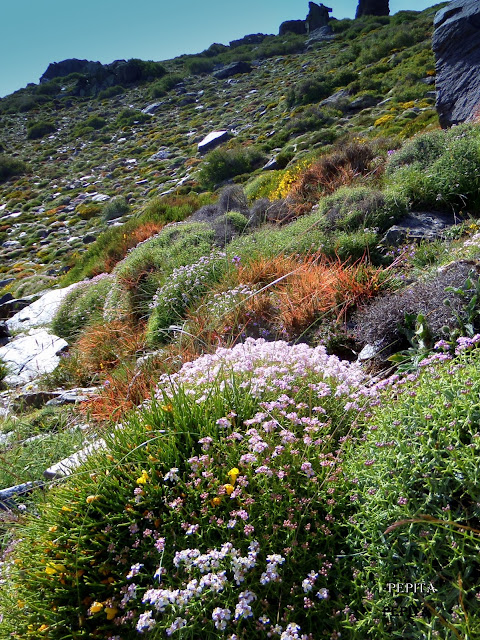 Piornos.Flora de Sierra Nevada