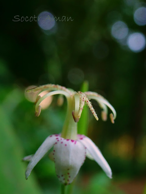 Tricyrtis macropoda