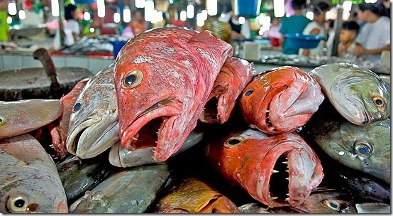 10021232140490fish-on-slab-550