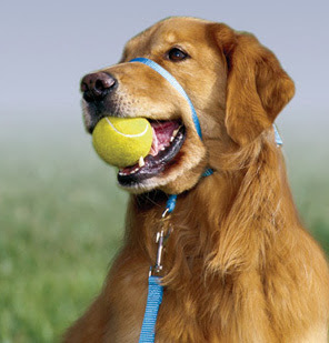 Elm Obedience School: Use of the Halter in Dog Training