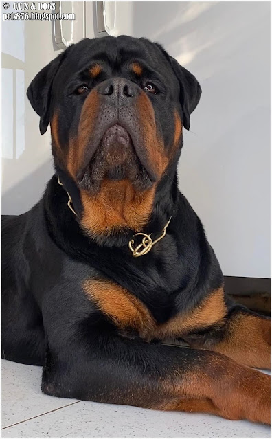 rottweiler