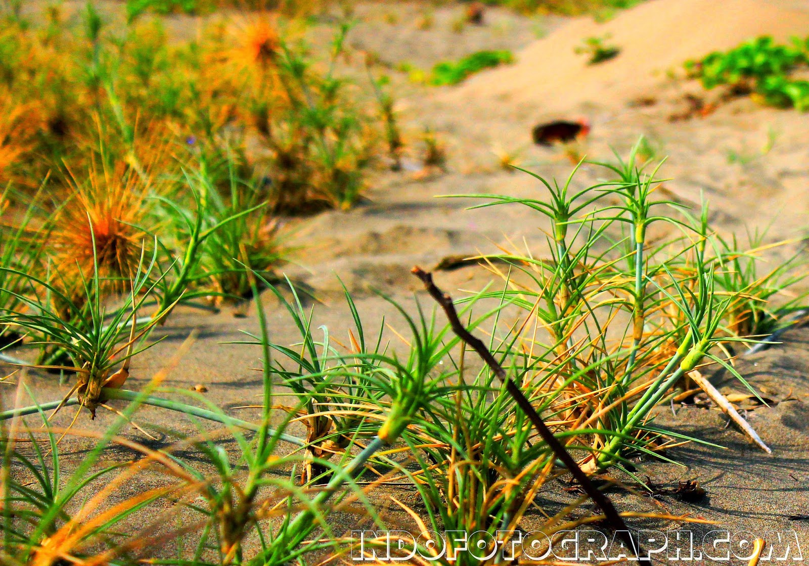 Contoh Hasil Foto Dari Jepretan Kamera DSLR CANON EOS 600D
