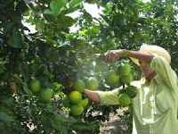 excelentre produccion de naranjas el 2011