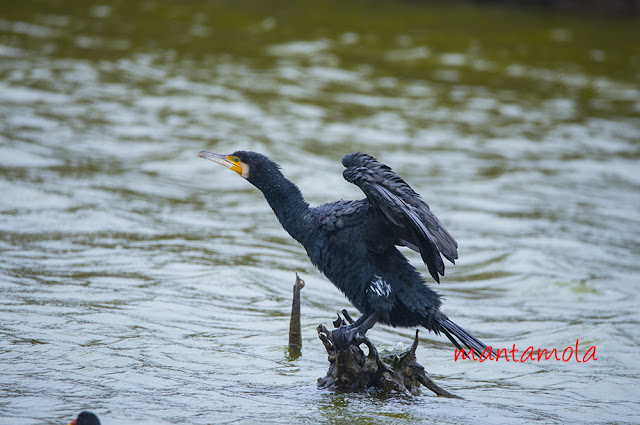 Great Cormorant