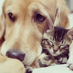 Golden retriever taking care of abandoned kitten (8 pics), dog adopts kitten, dog loves kitten
