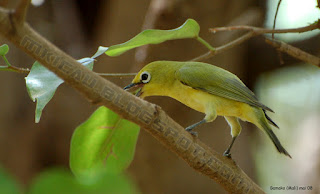 pleci jantan