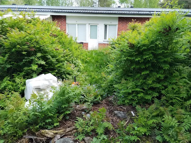 Tilauksesta #Pihaniittyjen #hoitamattomien #pihojen #raivaukset #Tampereen #pihatyöt Talonmiespalvelu@gmail.com kuva1