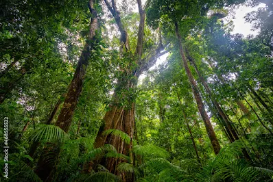 Daintree  Rain forest, Australia