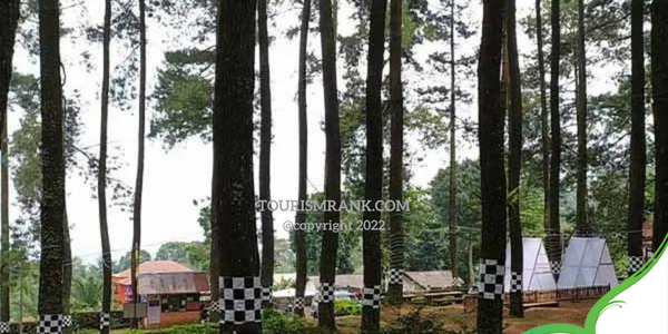 Hutan Pinus Nglimut Di Kendal, Tempat Camping Paling Hits