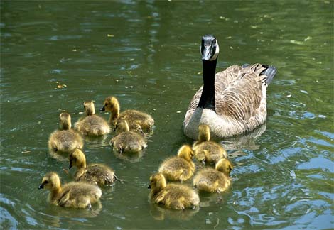 Canada Goose