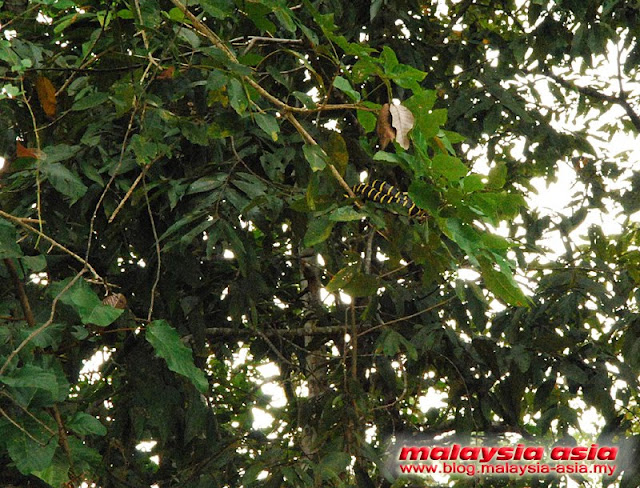 Snake at Kinabatangan River