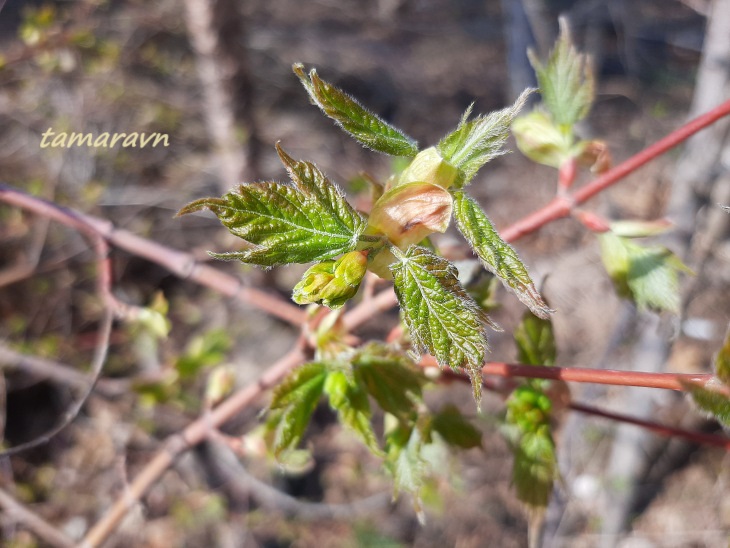 Клён бородатый / Клён бородчатонервный (Acer barbinerve)