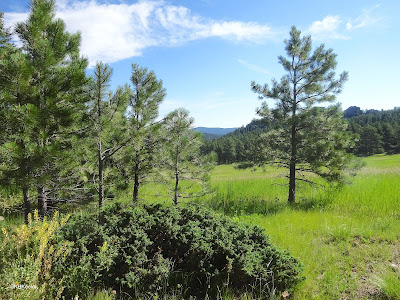 Bluebird Meadow Trail