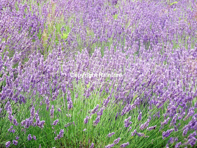 Lavender field