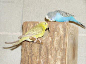 #1 Budgerigar Wallpaper