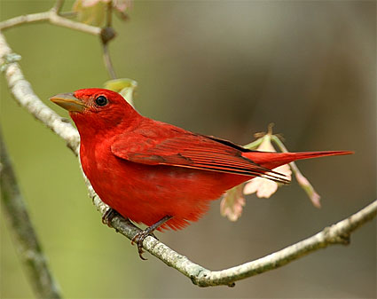 Birds Cardinals