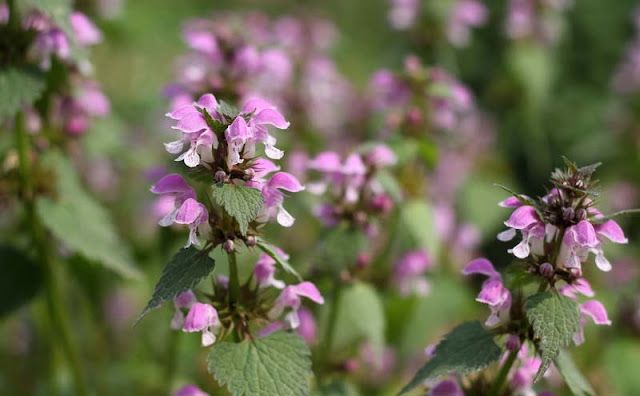 Lamium Maculatum Flowers Pictures