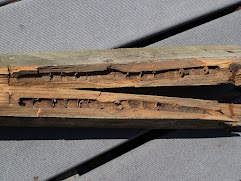 A piece of wood with the characteristic tunnels made by carpenter bees.