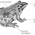 Contoh Ciri Jenis Hewan Bertulang Belakang Vertebrata 