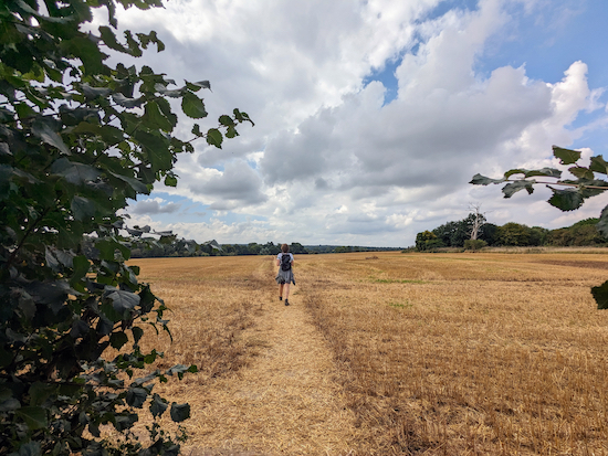 Heading SW across an arable field on North Mymms footpath 8