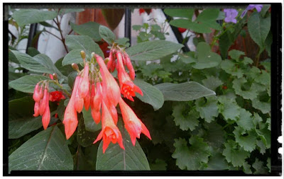 flor de fucsia boliviana 