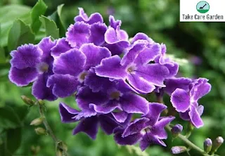 O Guia Definitivo para o Cultivo de Violeteira Duranta Erecta