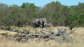 safaris botswana