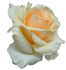 rosa141
