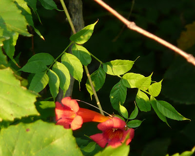 trumpet vine blossoms