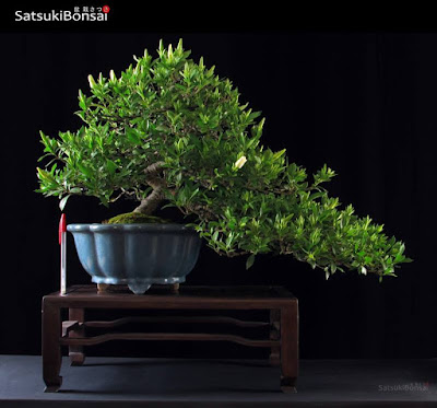 Gambar Bonsai Kaca Piring