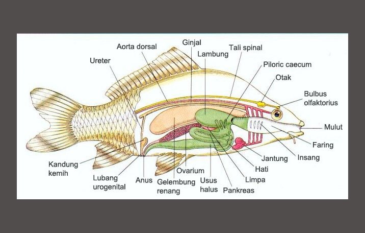 Gambar Kelompok Pisces  Info Pendidikan Biologi Struktur 