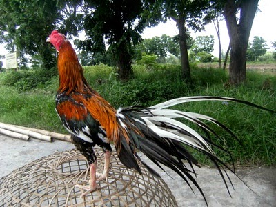  Gambar  Ayam  Bangkok Bagus  dan Istimewa Ayam  Juara