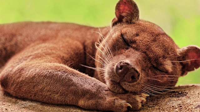 10 Gambar Hewan Liar Tidur